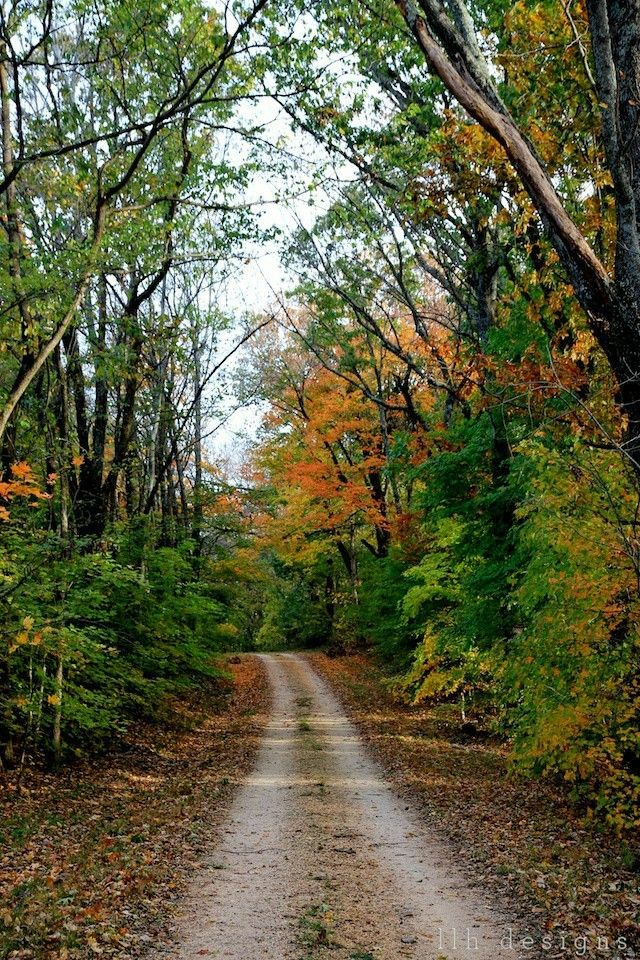 How to Get rid of Ants Helpful Tips and Tricks